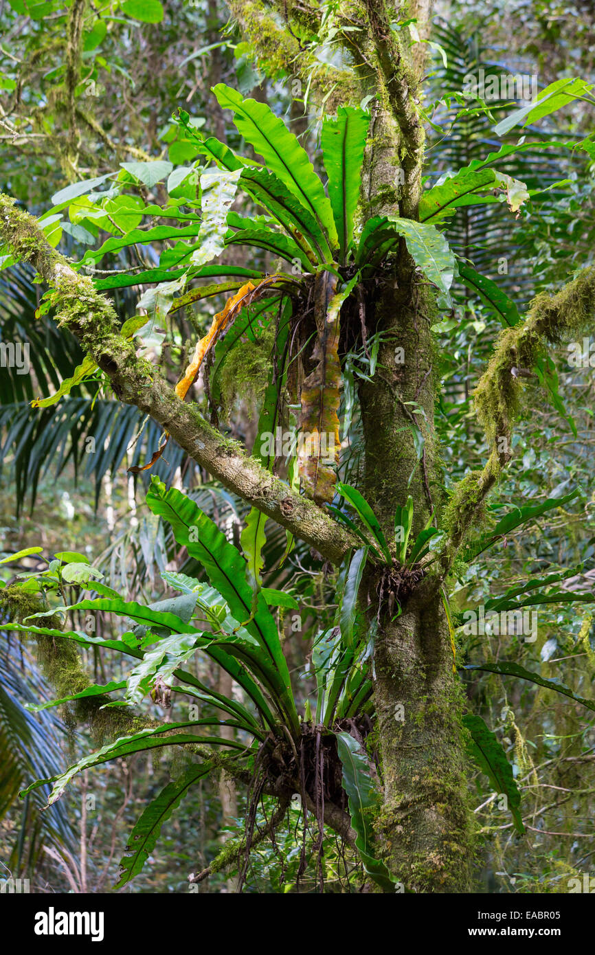 Nid d'oiseau Asplenium australasicum, Fougères, dans un climat tropical rainforest, Parc National des Border Ranges, NSW, Australie Banque D'Images