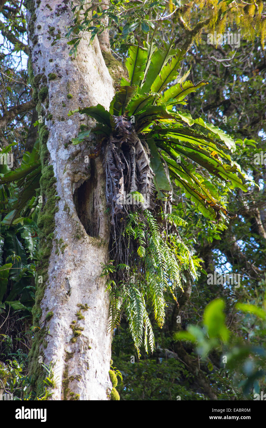 Nid d'oiseau Asplenium australasicum, Fougères, dans un climat tropical rainforest, Parc National des Border Ranges, NSW, Australie Banque D'Images