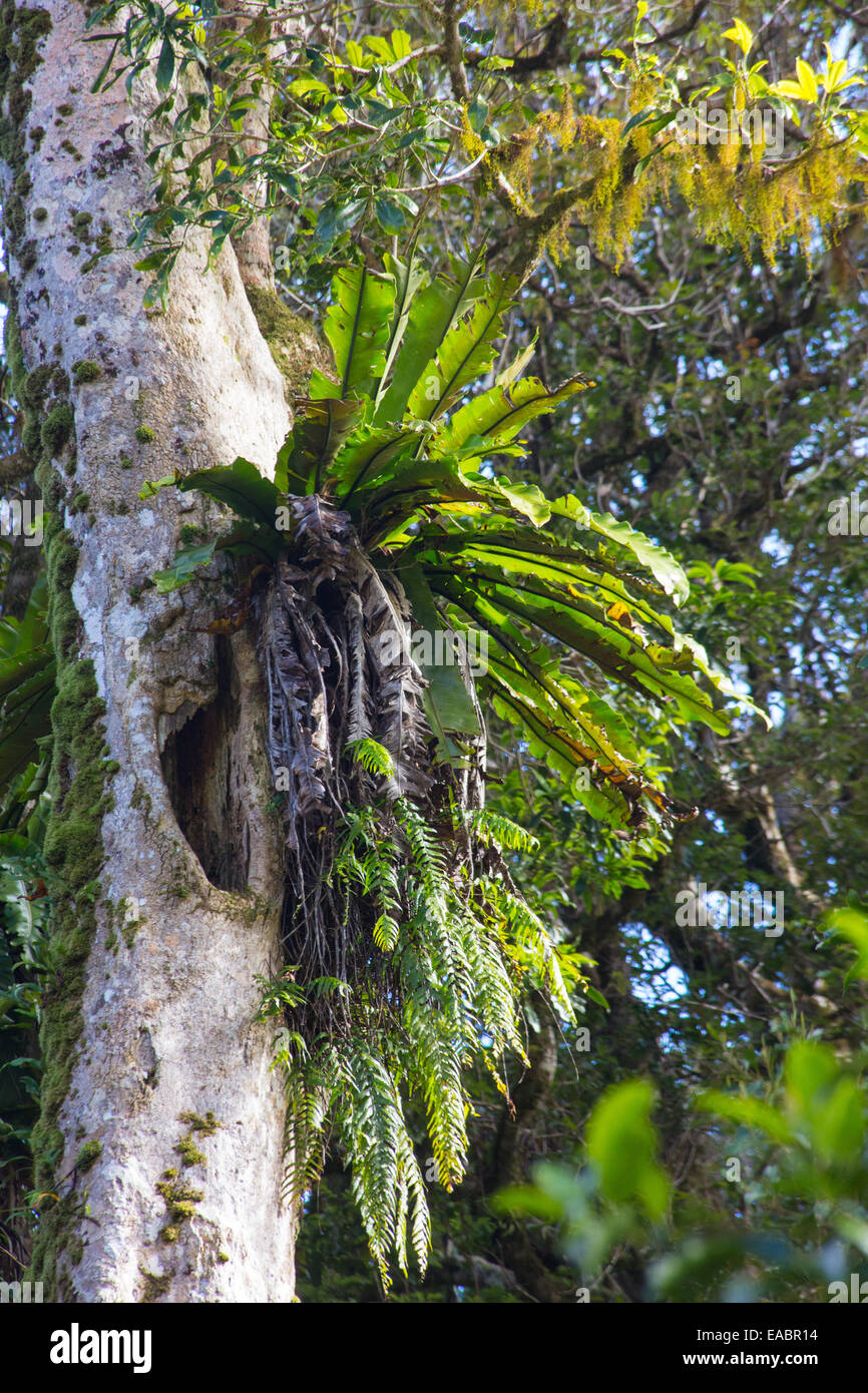Nid d'oiseau Asplenium australasicum, Fougères, dans un climat tropical rainforest, Parc National des Border Ranges, NSW, Australie Banque D'Images