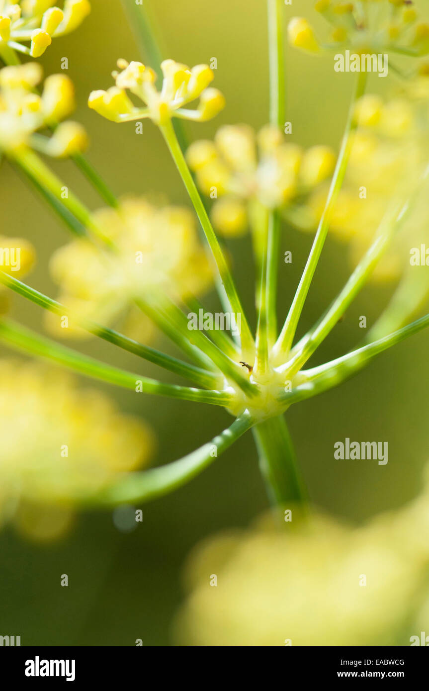 Apiaceae, Apiaceae, jaune sous réserve, fond vert. Banque D'Images