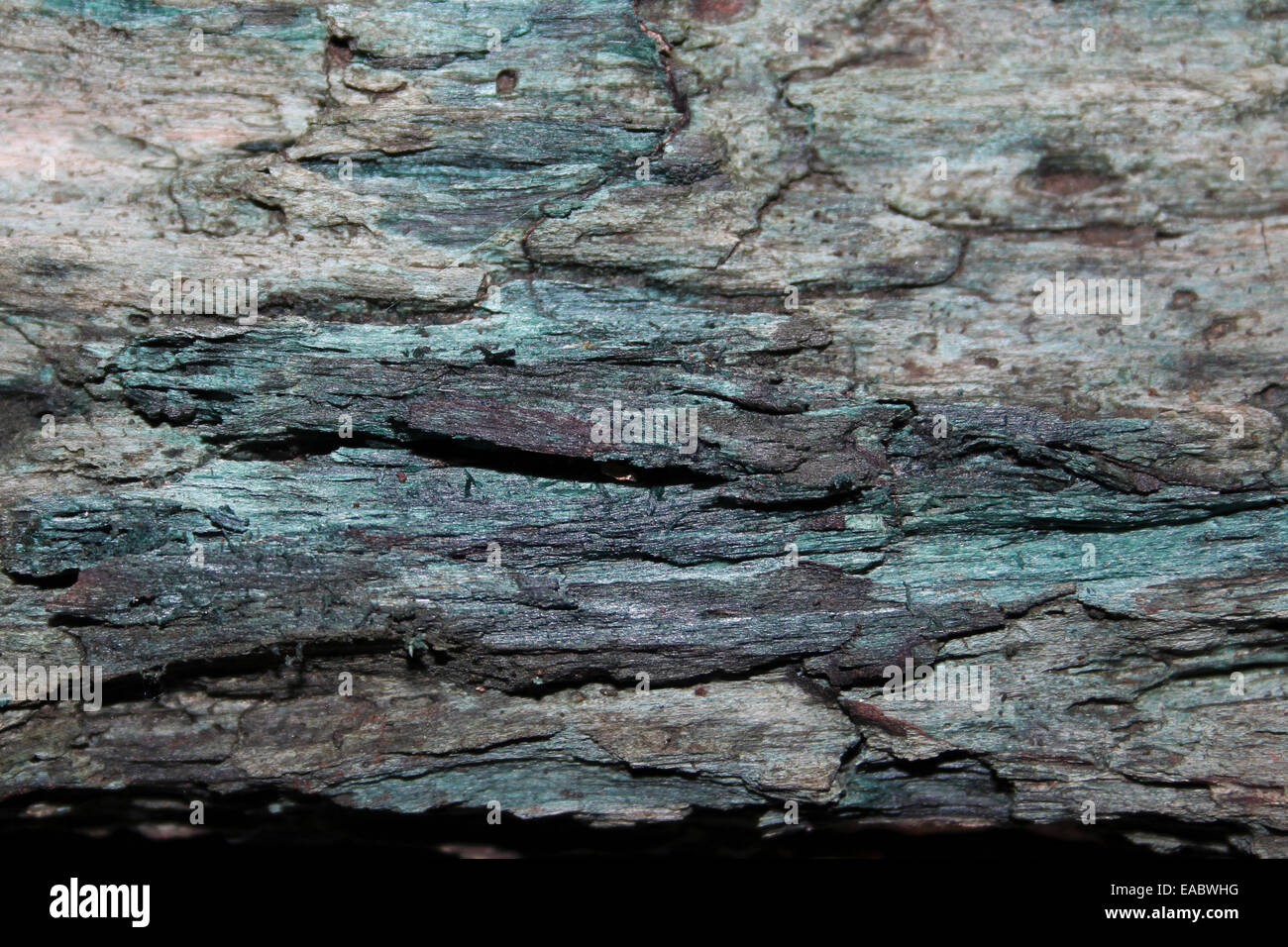 La coloration verte de bois pourri associé à l'ELFCUP Vert Chlorociboria aeruginascens Champignons Banque D'Images