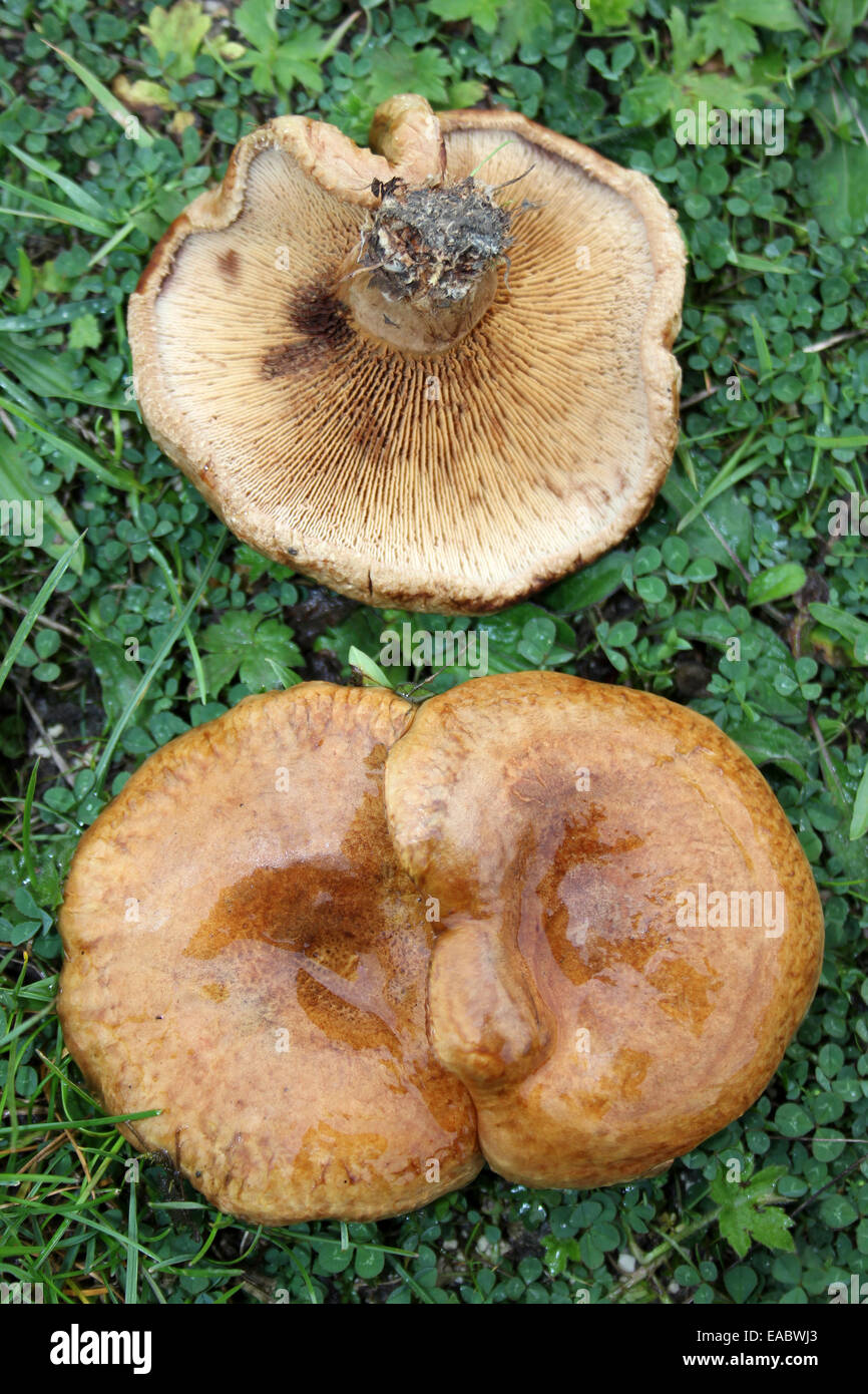 Brown Roll-rim Paxillus involutus Banque D'Images