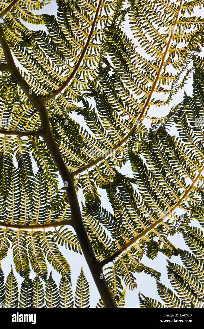 Fougère arborescente, Cycad, Vert l'objet. Banque D'Images