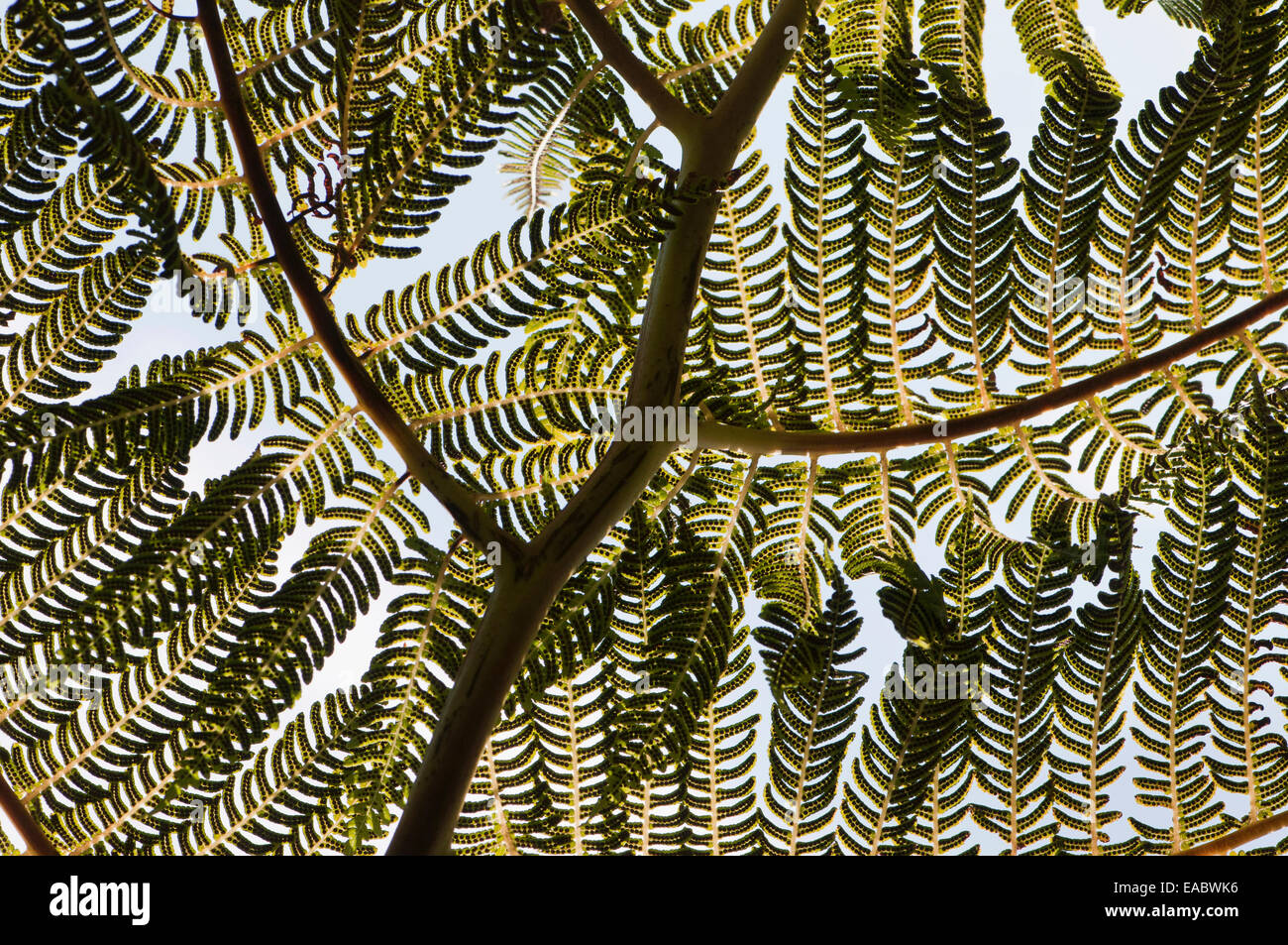 Fougère arborescente, Cycad, Vert l'objet. Banque D'Images