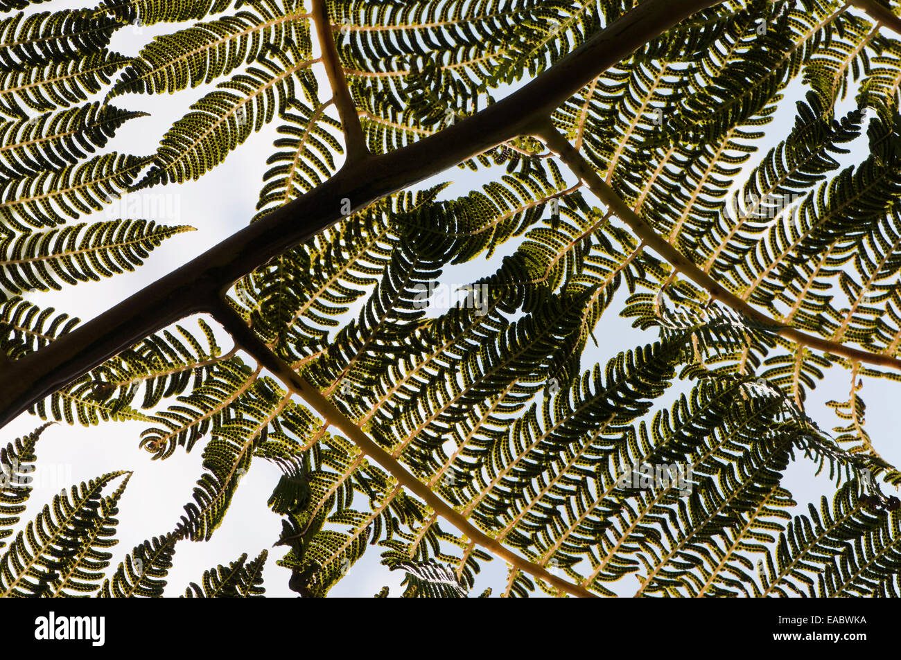 Fougère arborescente, Cycad, Vert l'objet. Banque D'Images