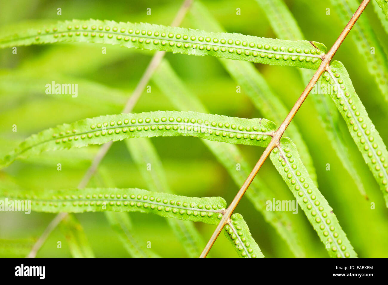 Fougère, Fougère, objet vert. Banque D'Images