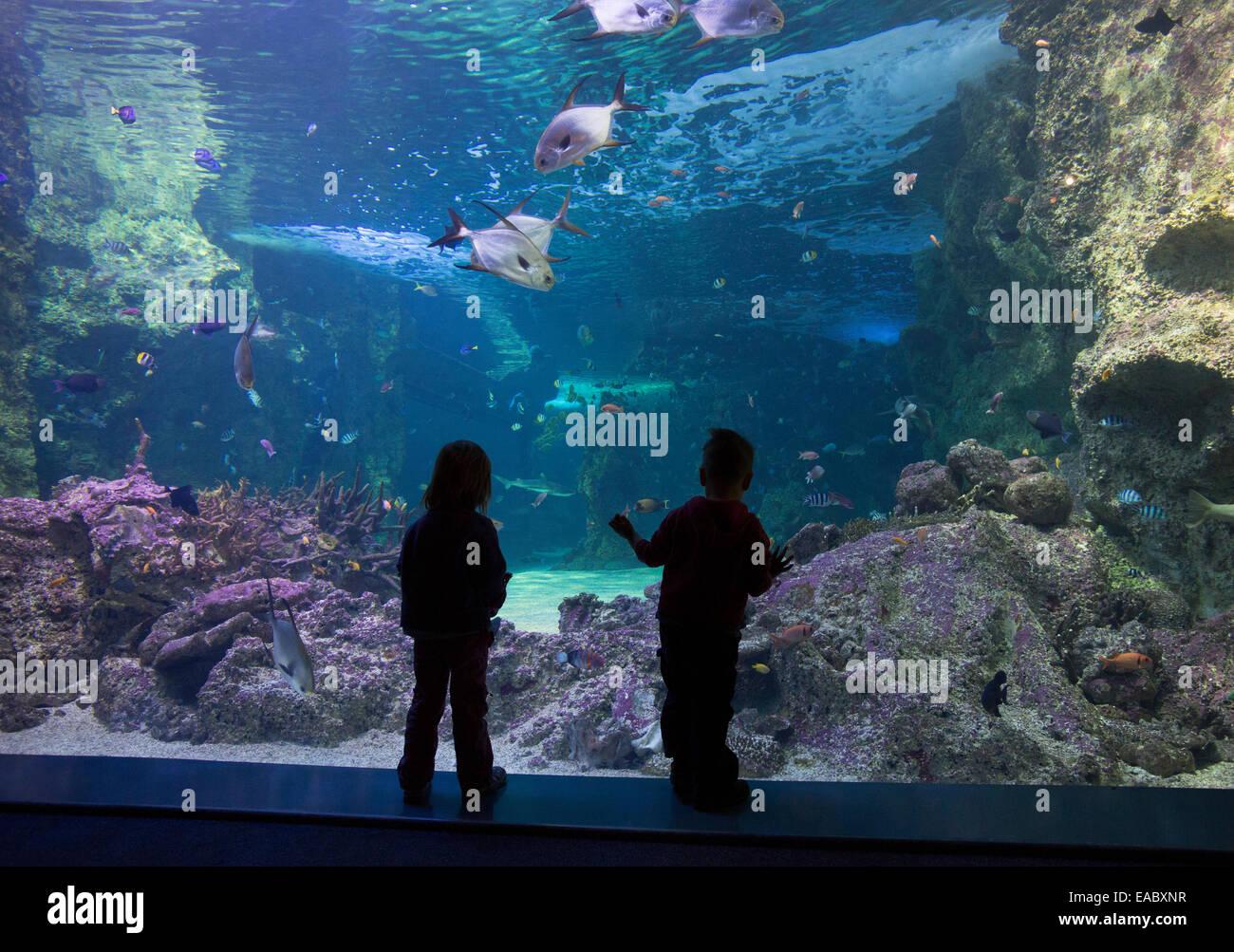 Silhouette d'enfants regardant la Grande Barrière de Corail dans l'aquarium Sea Life Aquarium de Sydney, Darling Harbour, Sydney Banque D'Images