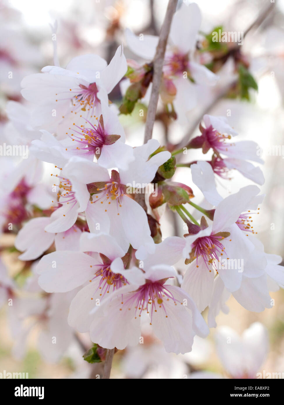Détail de fleurs de cerisier sur un arbre au printemps. Banque D'Images