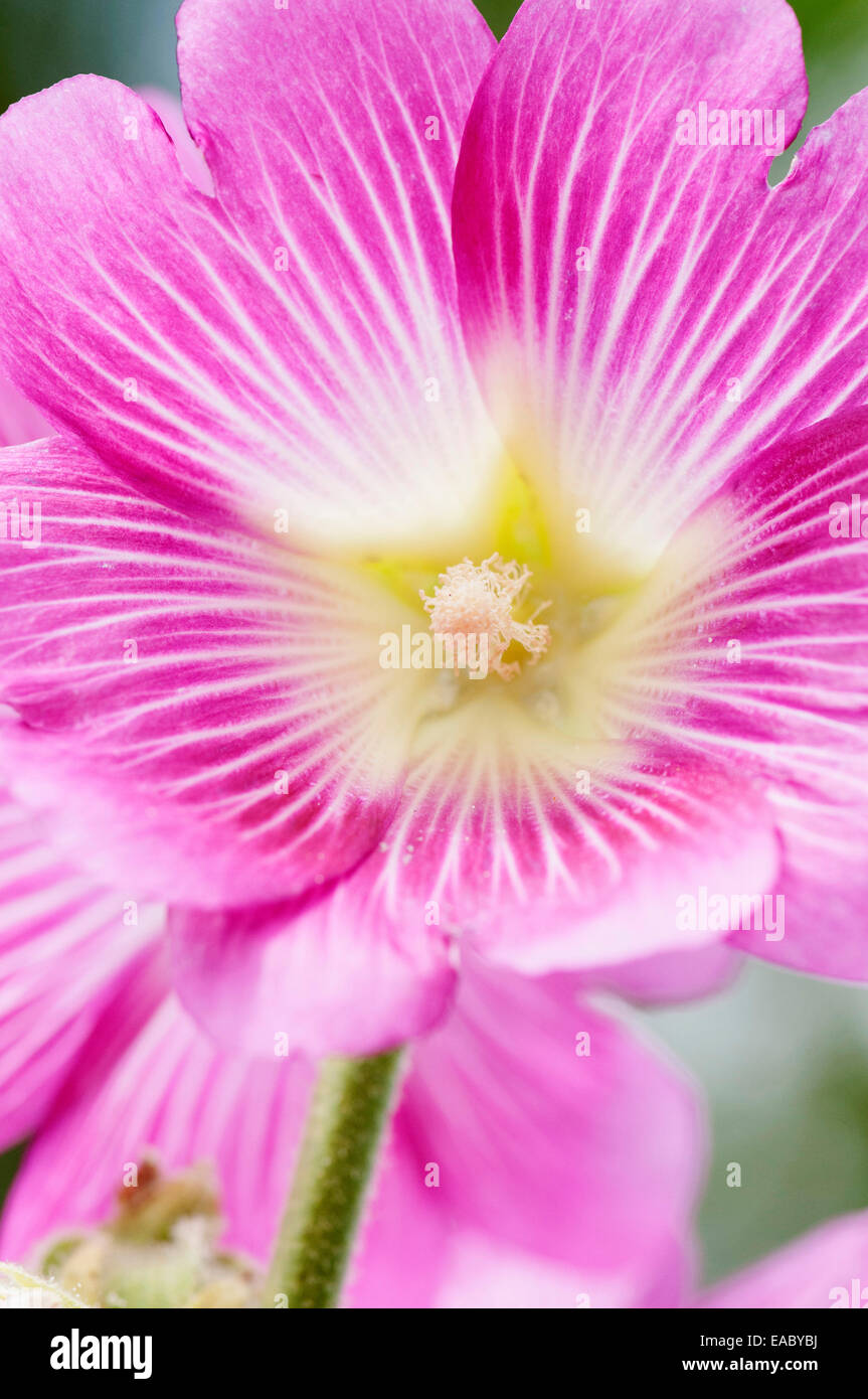 Lavatera trimestris mauve, rose , l'objet. Banque D'Images
