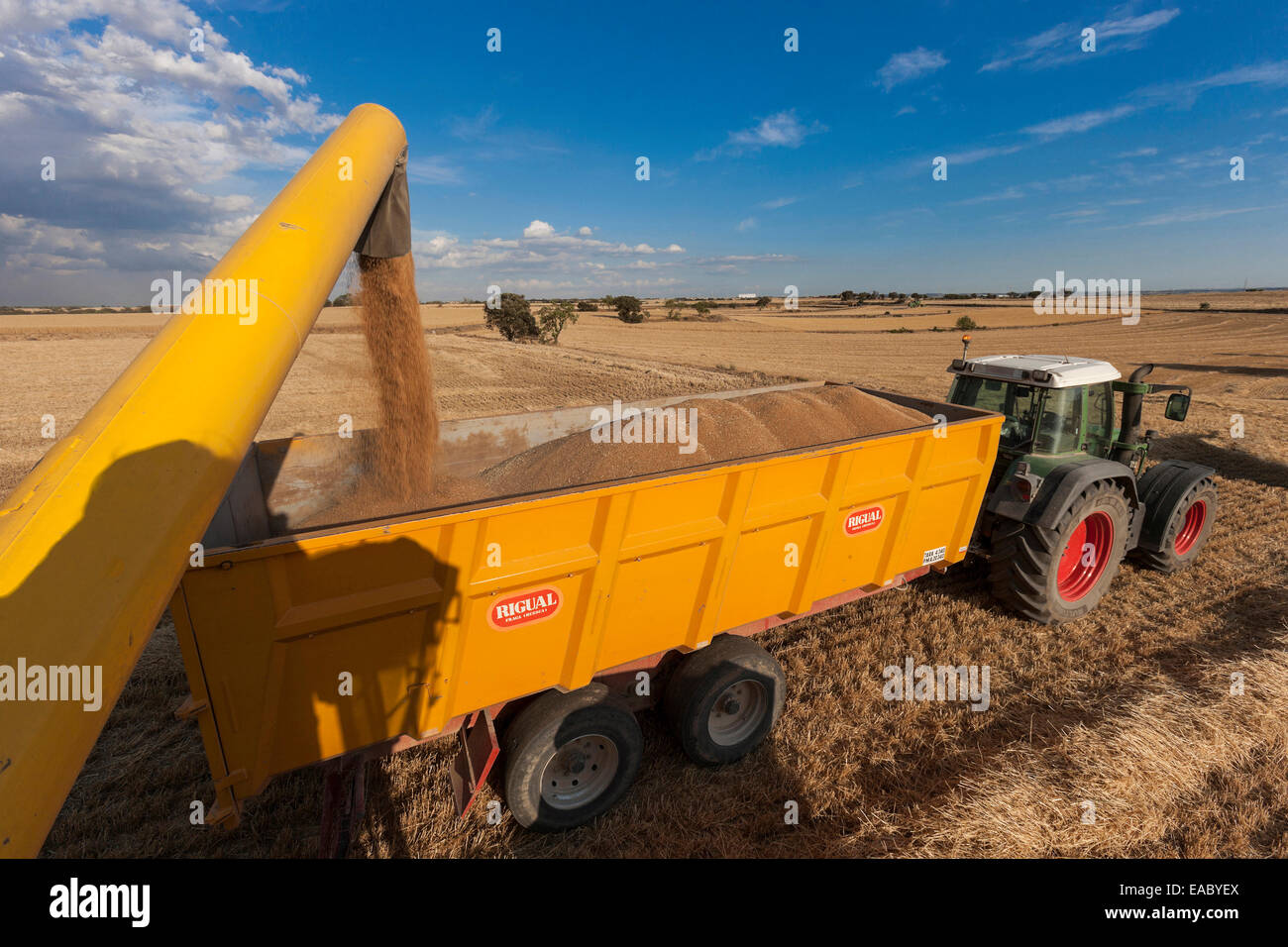 Le téléchargement de moissonneuse-batteuse et le tracteur avec remorque Banque D'Images