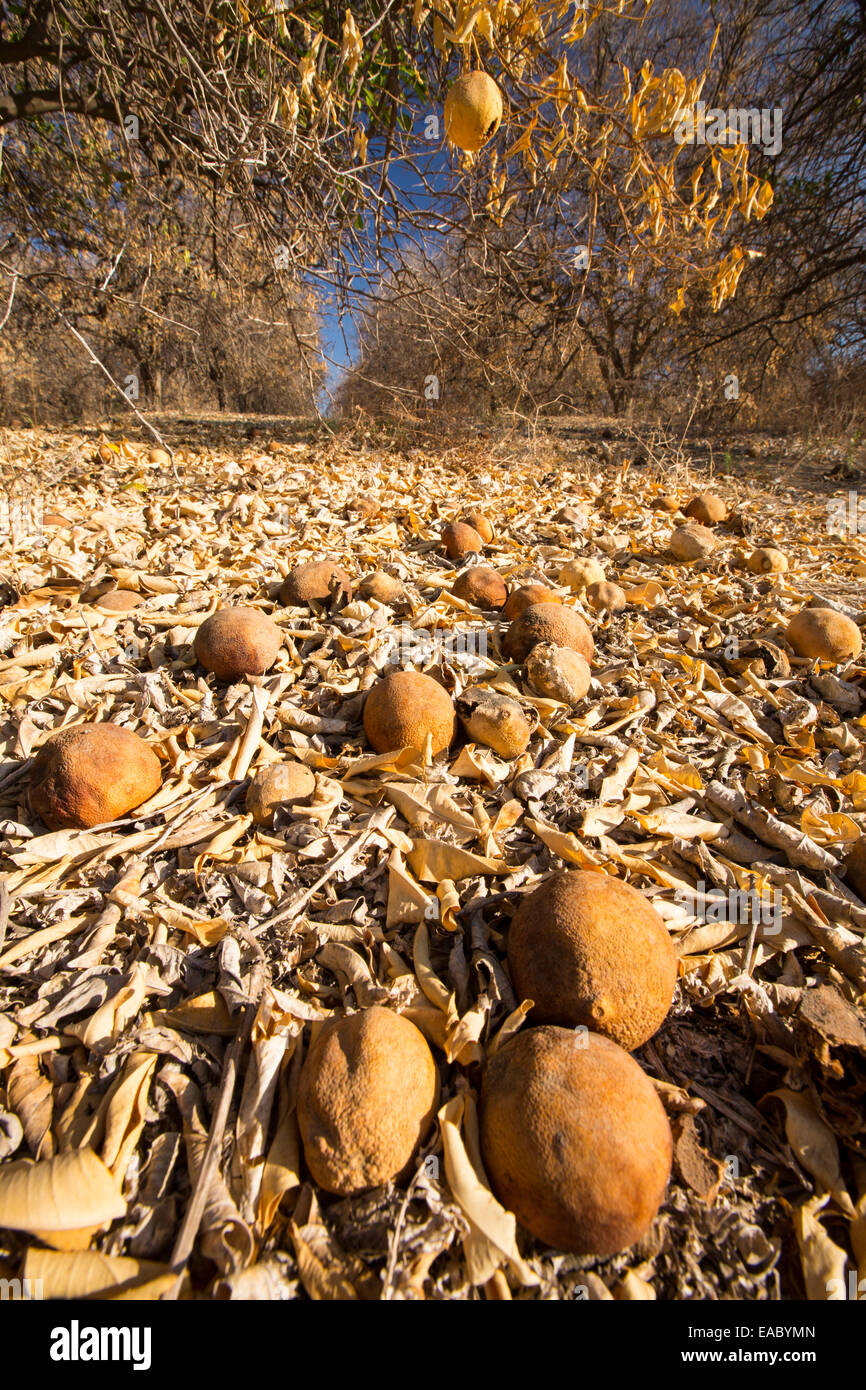 Morts ou mourants abandonnés orangers qui n'ont plus d'eau pour irriguer d'eux près de Bakersfield, Californie, USA. À la suite d'une sécheresse sans précédent de quatre ans, Bakersfield est maintenant le plus sec des villes des USA. La plupart de la Californie est en sécheresse exceptionnelle, le plus haut niveau de classification de la sécheresse. 428 000 hectares de terres agricoles ont été retirées de la production en raison du manque d'eau, des milliers de travailleurs agricoles ont perdu leur emploi et un tiers de tous les enfants en Californie se couchent. Banque D'Images