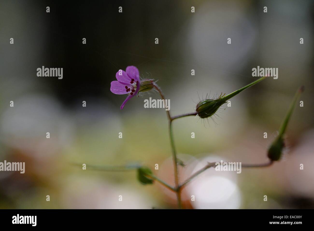 Fleur en automne, l'Allemagne, 23. Octobre 2014. Photo : Frank May Banque D'Images