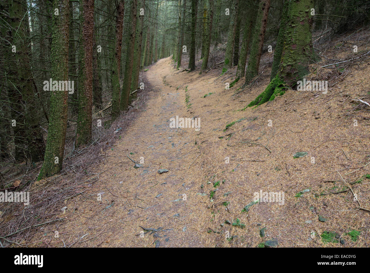 Chemin à travers forêt de mélèzes. Le nord du Pays de Galles. Banque D'Images