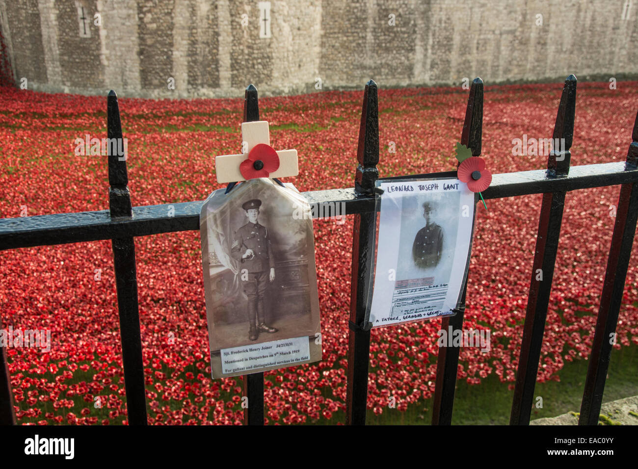 Hommages aux soldats tués à la guerre. Tour de Londres, Angleterre. Novembre 2014 Banque D'Images