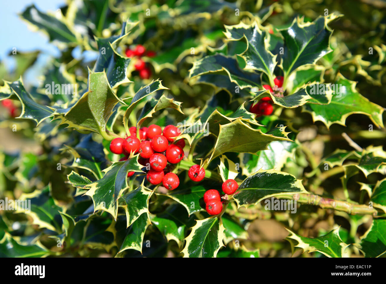 Le houx (Ilex aquifolium) petits fruits et feuilles, Osborne House, East Cowes (île de Wight, Angleterre, Royaume-Uni Banque D'Images
