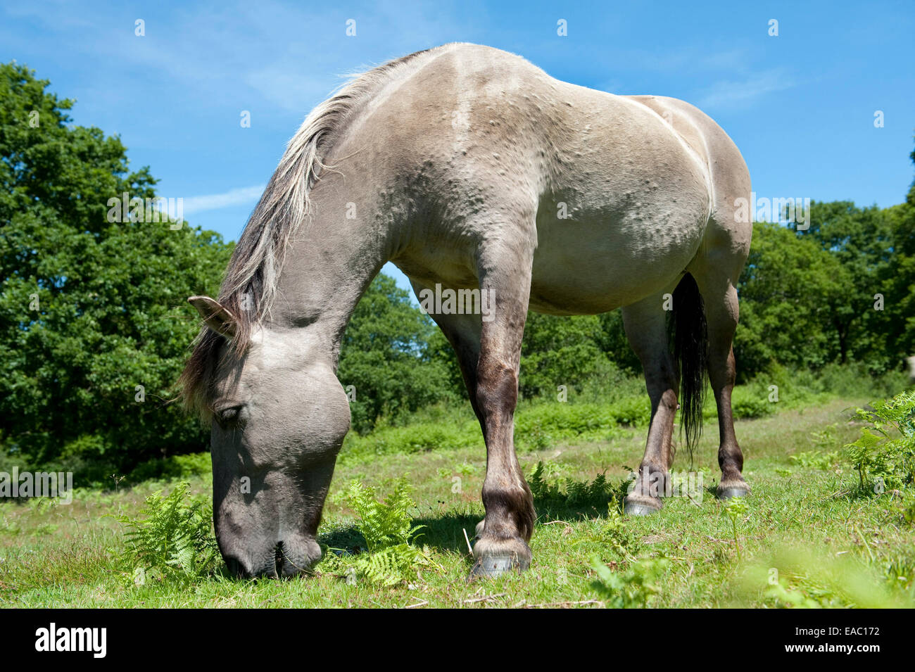 Chevaux Konik Hothfield Heathlands Kent UK Banque D'Images