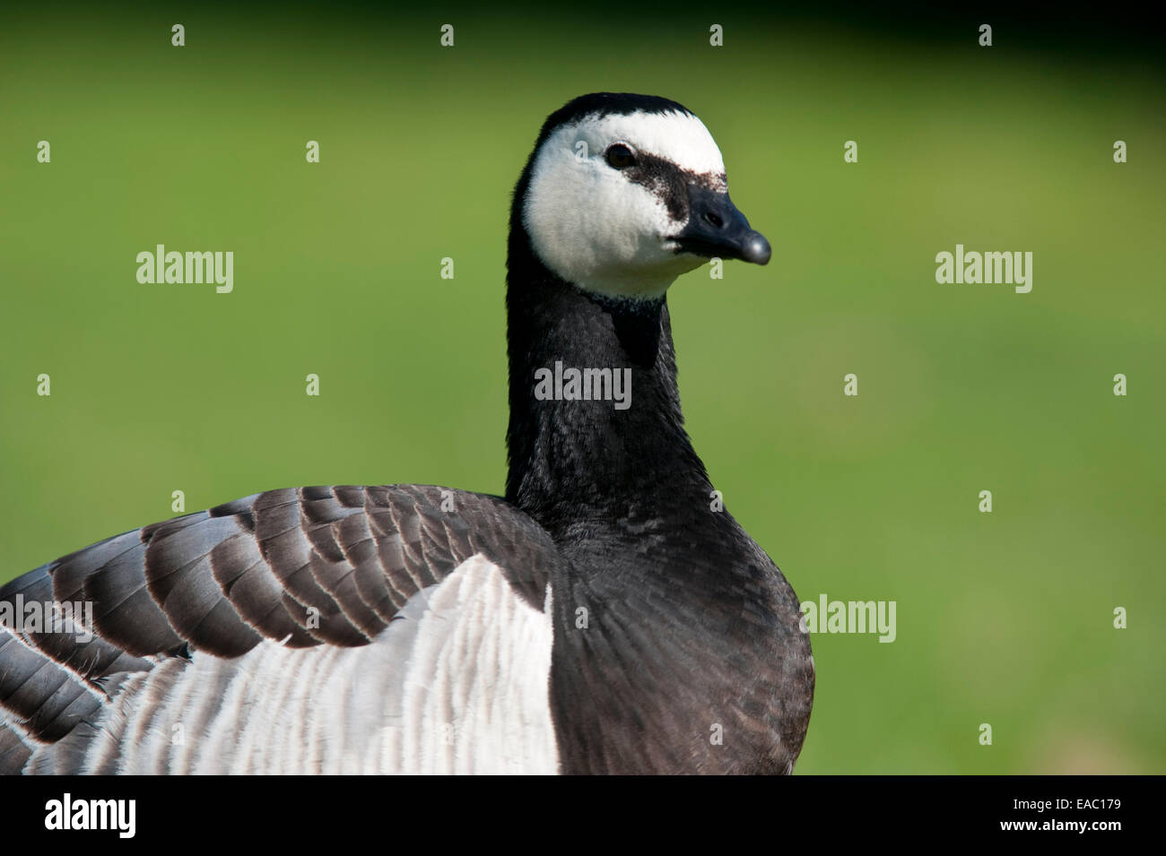 Bernache nonnette Branta leucopsis Kent UK Banque D'Images