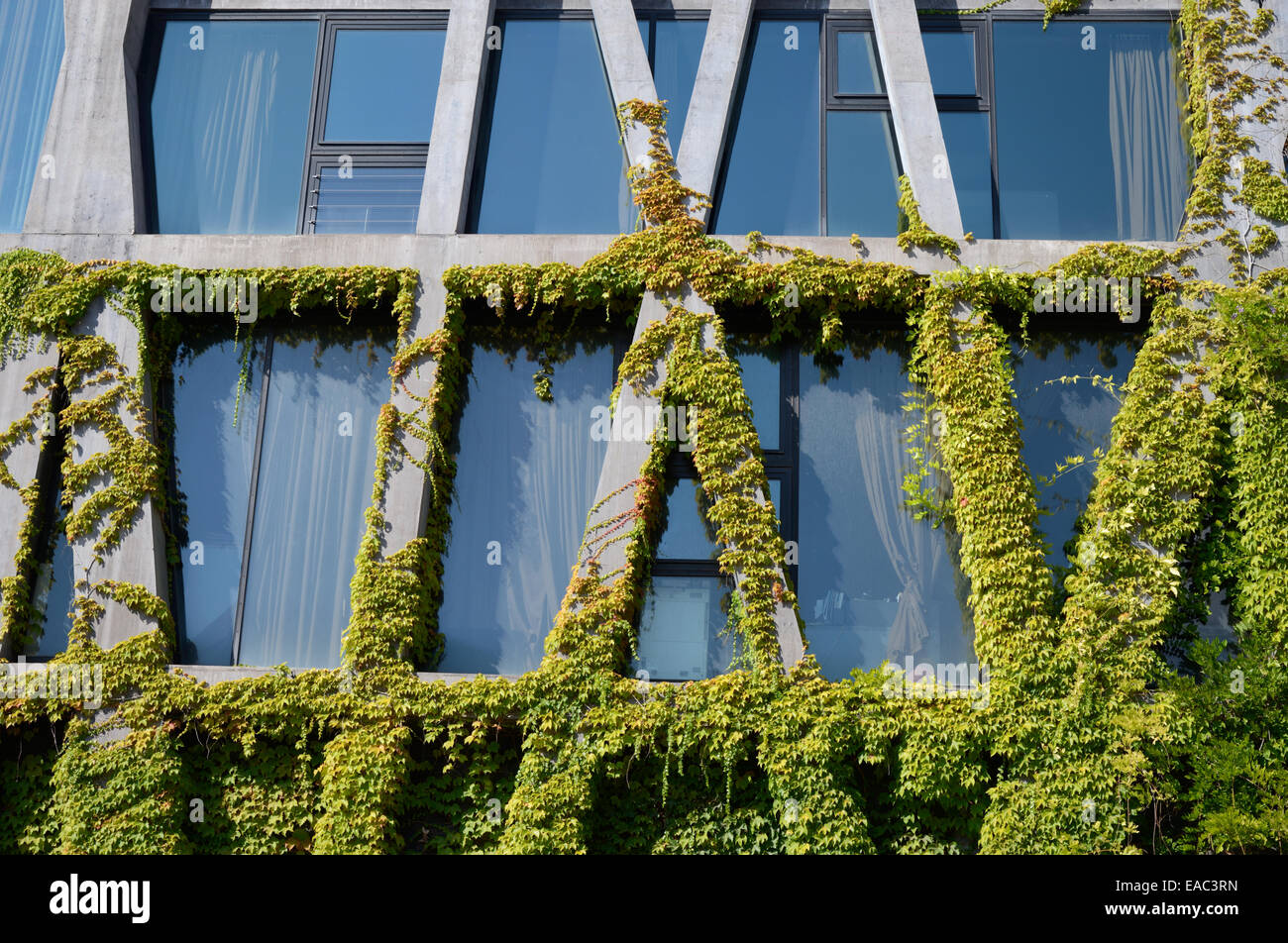 Cadre concret & Virginia creeper ou vigne sur le Pavillon Noir Bâtiment Ballet par Rudy Ricciotti Aix-en-Provence France Banque D'Images