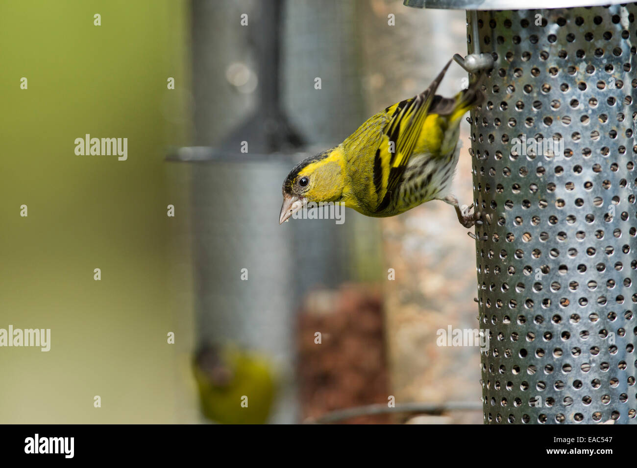 Siskin Carduelis spinus ; ; ; homme ; d'alimentation UK Banque D'Images