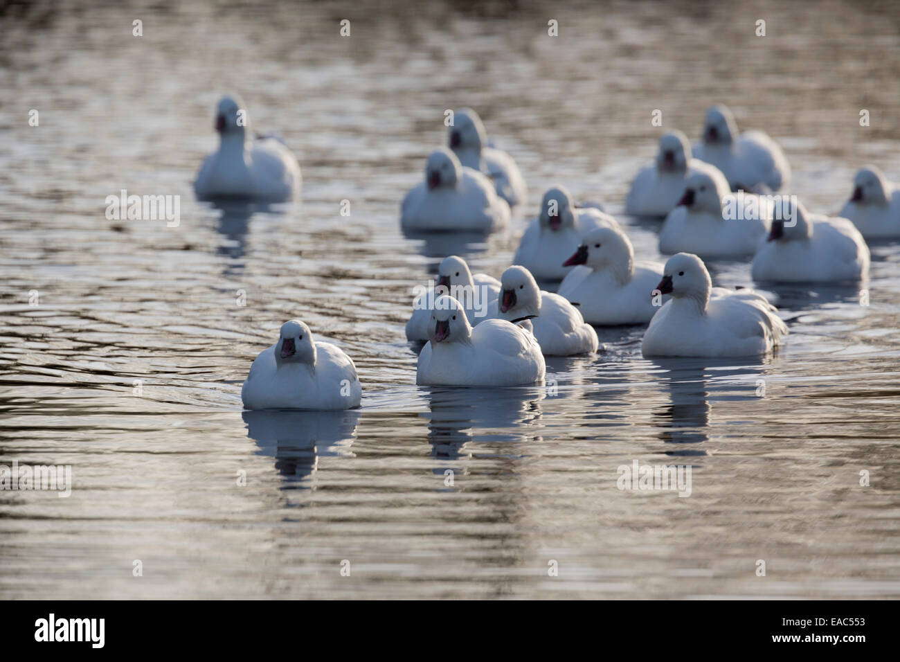 L'Oie des neiges, Chen caerulescens, Lancashire, Royaume-Uni ; d'hiver Banque D'Images