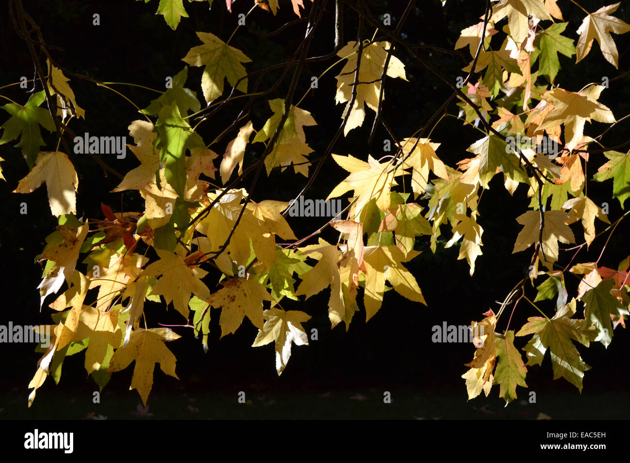 Acer jaune et vert à l'automne les feuilles Arboretum Oxford sunshine Banque D'Images