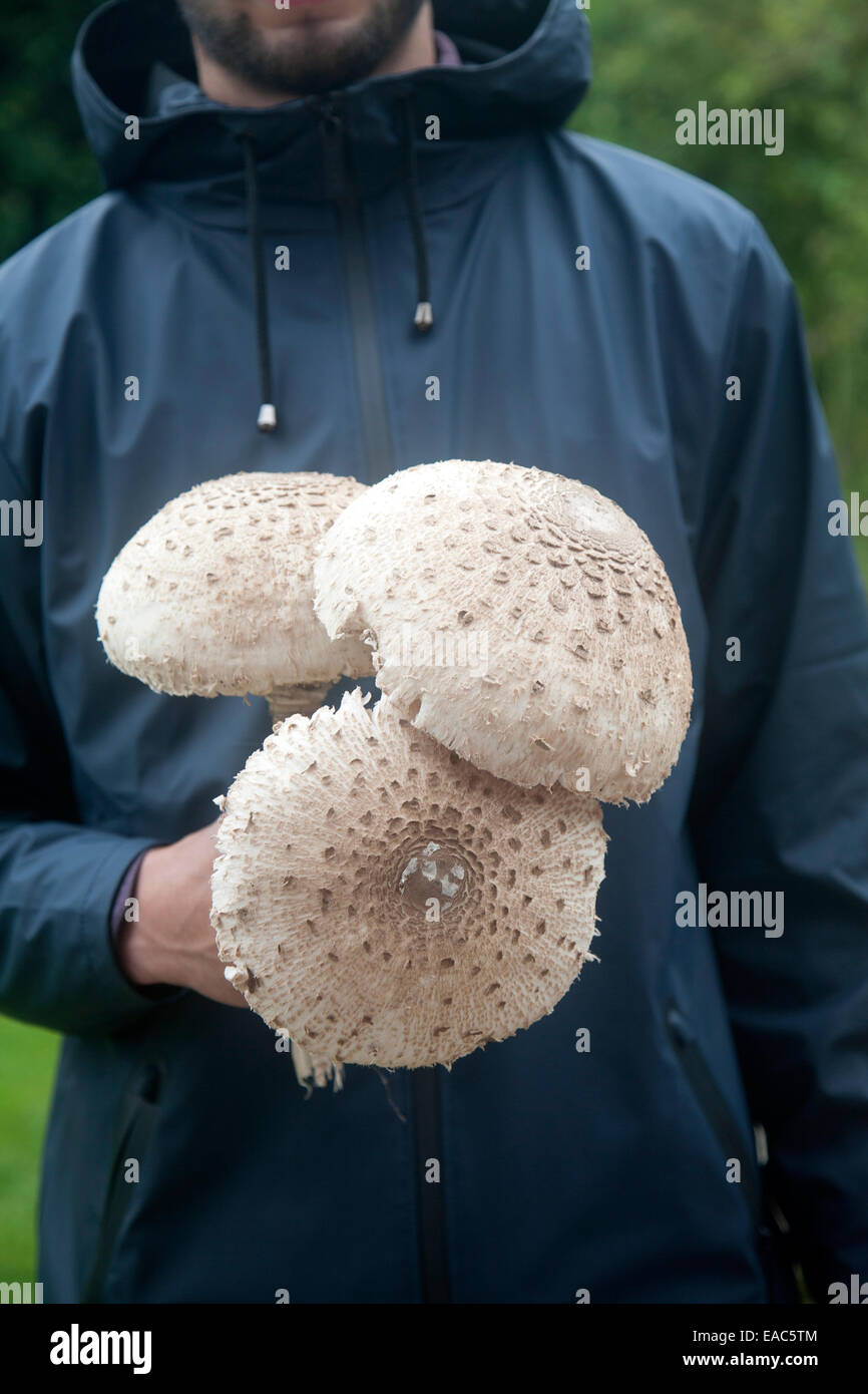 Mid section shot close-up of male holding parasol champignons, Macrolepiota procera, dans ses mains prises dans le Suffolk, Angleterre Banque D'Images