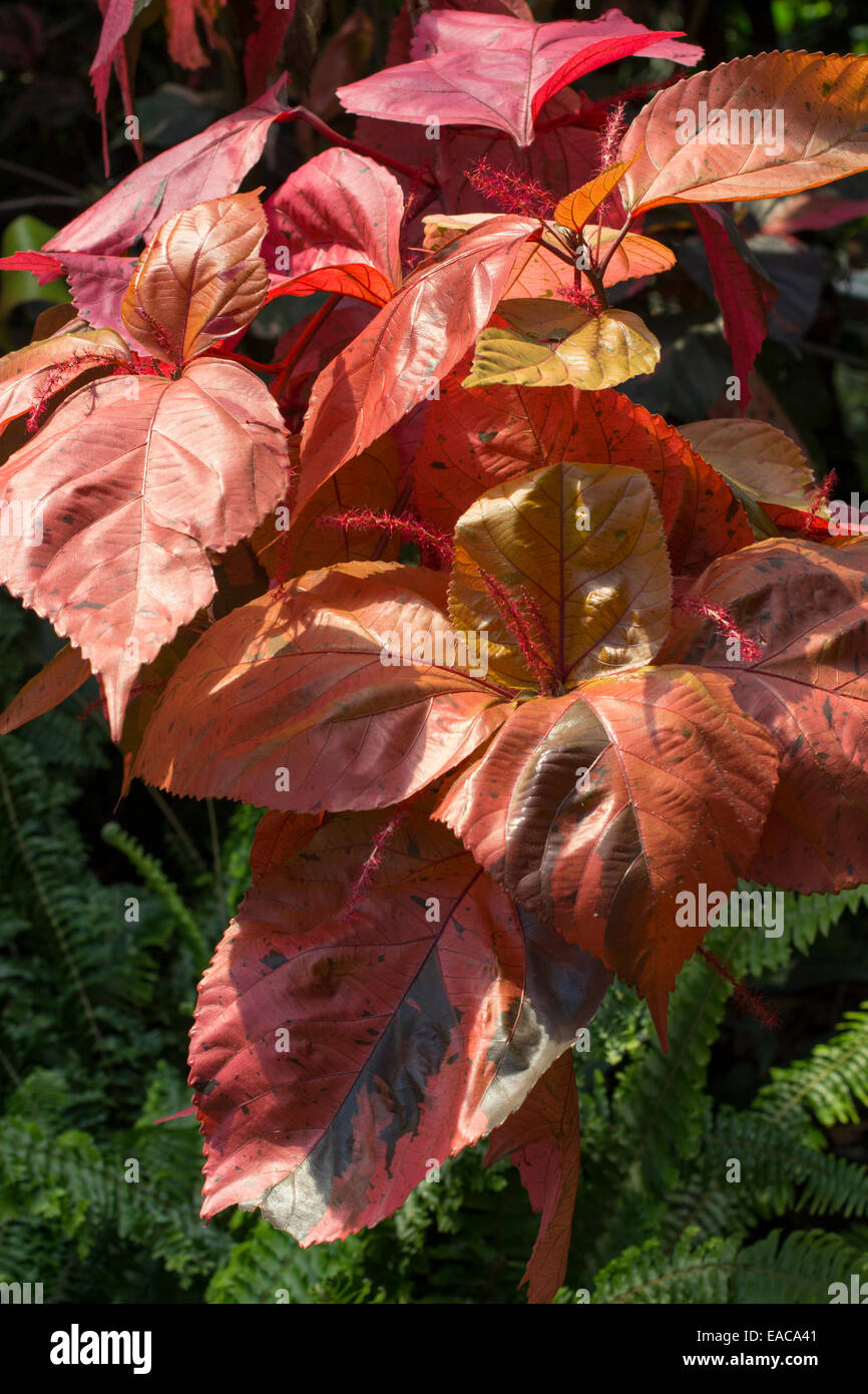 Feuillage bronzé exotiques de la sous-tropicales, le wilkesiana copperleaf Banque D'Images