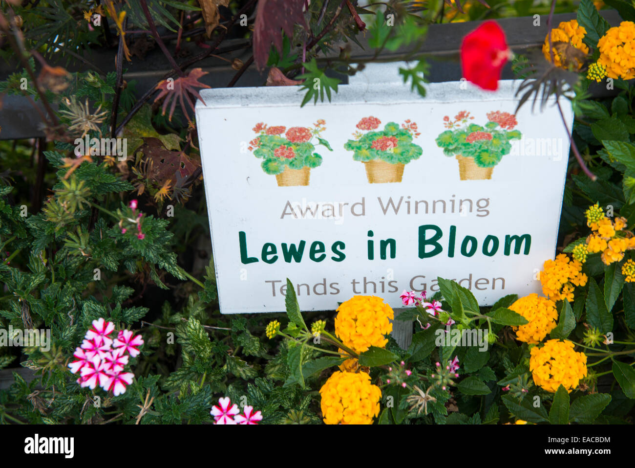 En fleur, Lewes Sussex Comté Delaware USA Banque D'Images