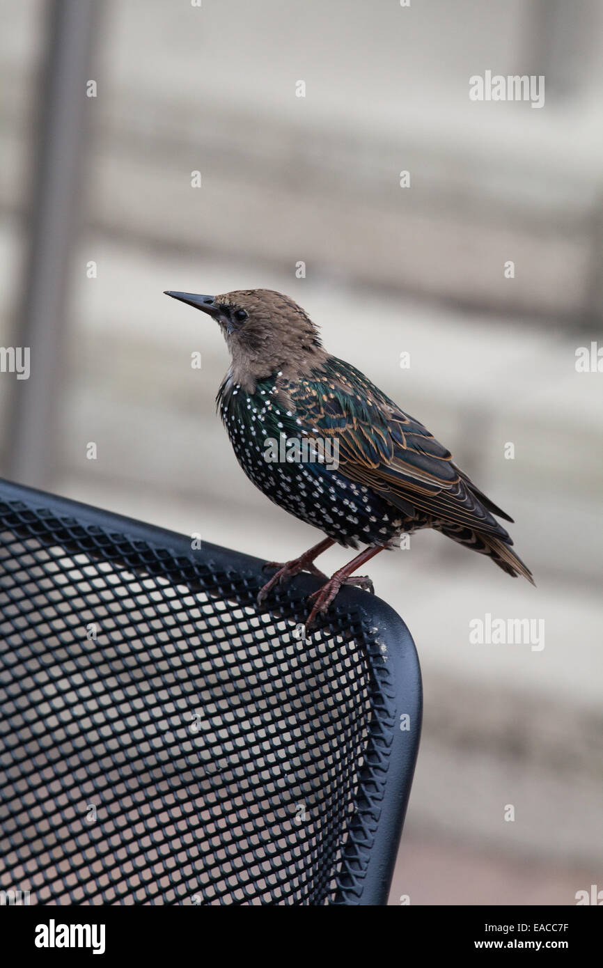 Starling (Sternus vulgaris). Oiseau en plumage de transition. Les juvéniles de l'année de la mue en plumage adulte repéré brillant. Banque D'Images