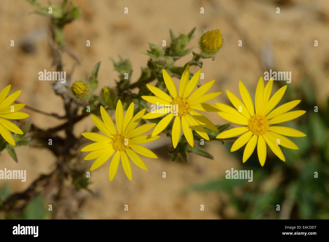 Sleepy Daisy (Xanthisma texanum) Banque D'Images