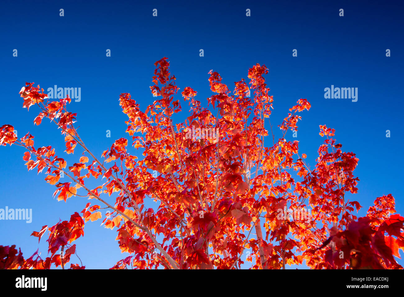 Couleurs d'automne dans la région de Lee Vining, Californie, USA. Banque D'Images