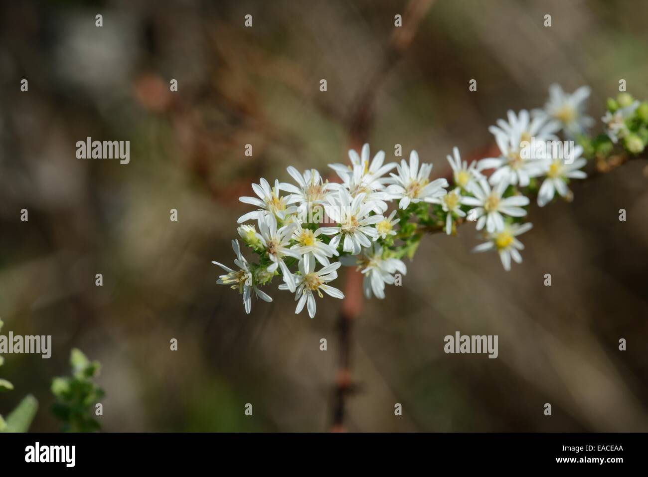 Symphyotrichum ericoides Aster, Heath Banque D'Images