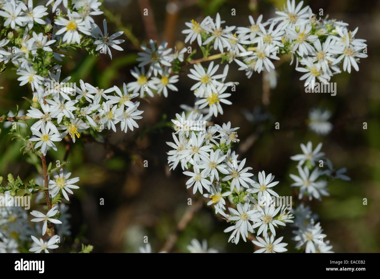 Symphyotrichum ericoides Aster, Heath Banque D'Images