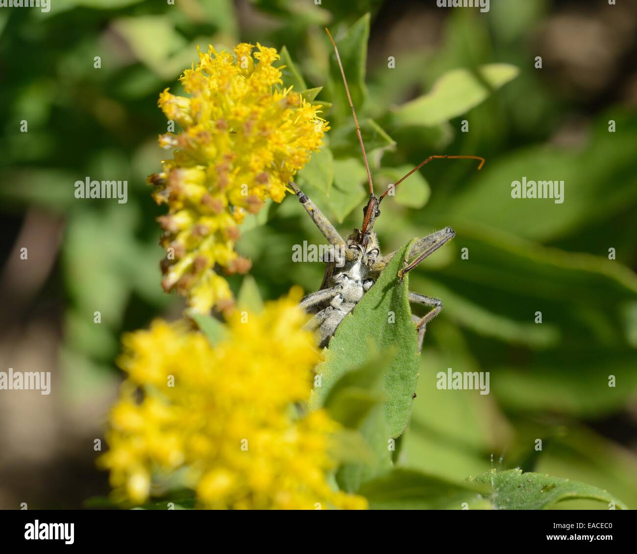 Arilus cristatus - Bug de roue sur Houghton Banque D'Images