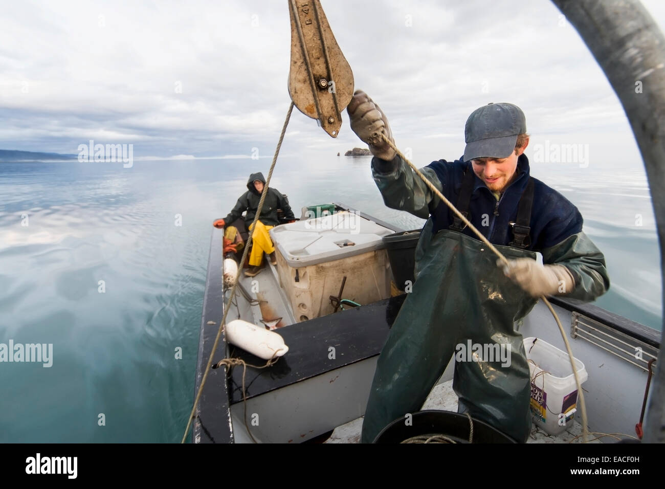 La pêche commerciale au flétan à la main à l'aide de palangres arrière sur une yole à Kachemak Bay, île de Kenai, Alaska, USA Banque D'Images