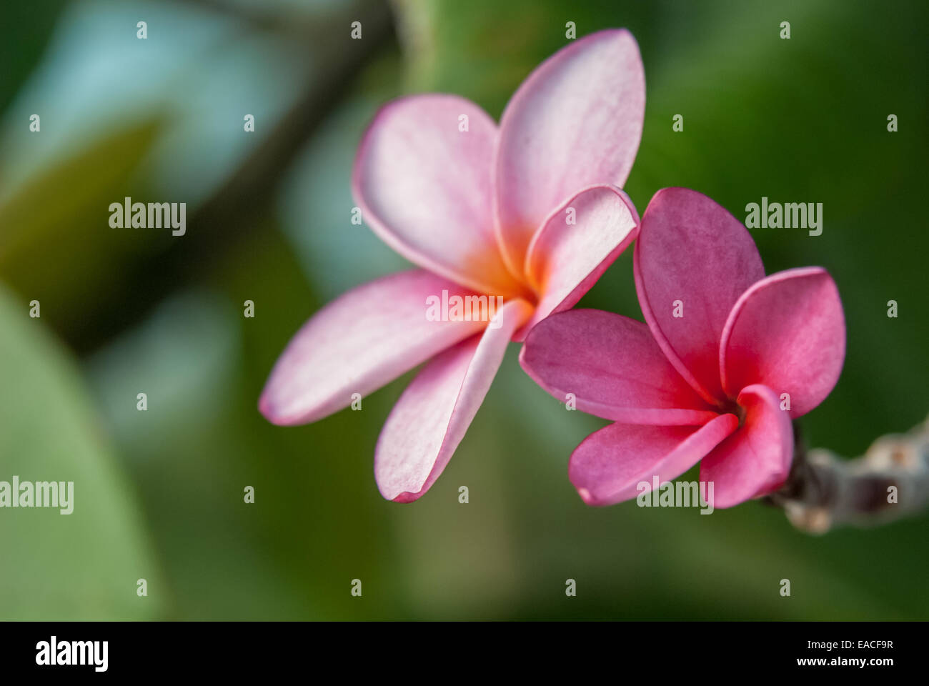 Fleurs roses éclatantes ornent les arbres dans l'environnement tropical de St John dans les îles Vierges Banque D'Images