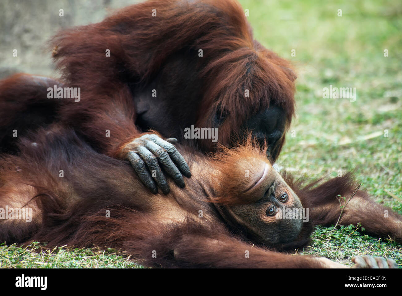 L'orang-outan de Sumatra (Pongo pygmaeus) au zoo de Gladys Porter ; Brownsville, Texas, États-Unis d'Amérique Banque D'Images