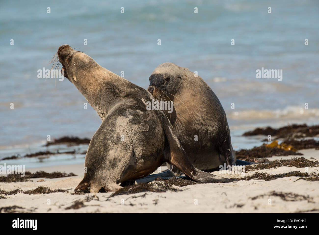 Stock photo de lion de mer australien combats de taureaux. Banque D'Images