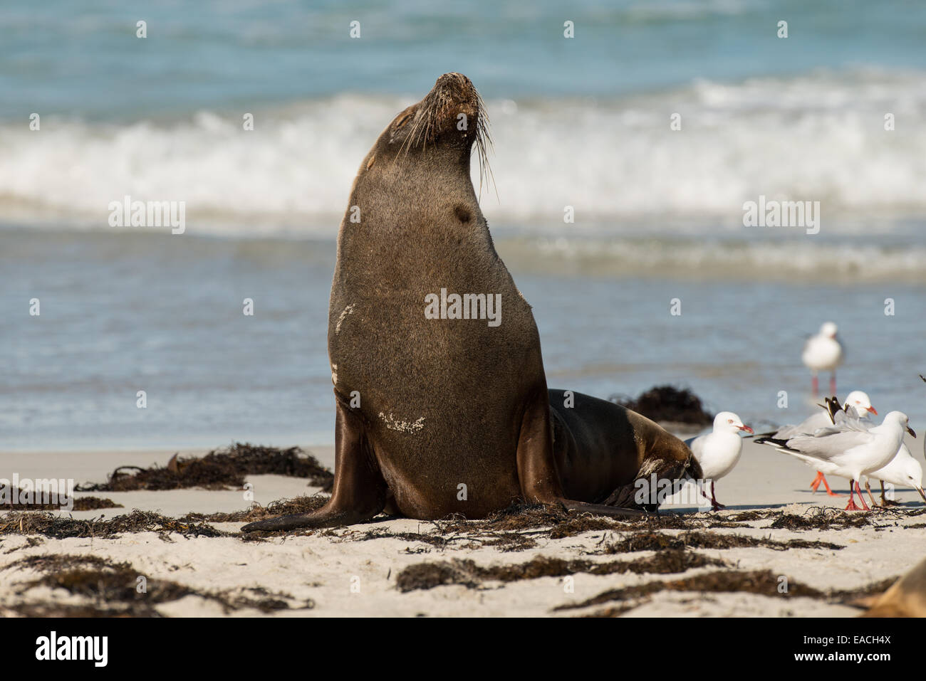 Stock photo d'un lion d'étanchéité avec sa tête soulevée dans l'air, Kangaroo Island, Australie. Banque D'Images