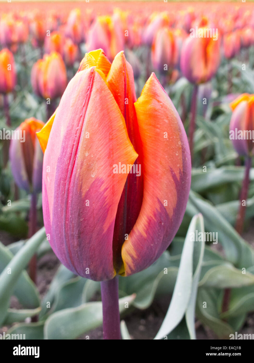 Belle tulipe tricolore Banque D'Images