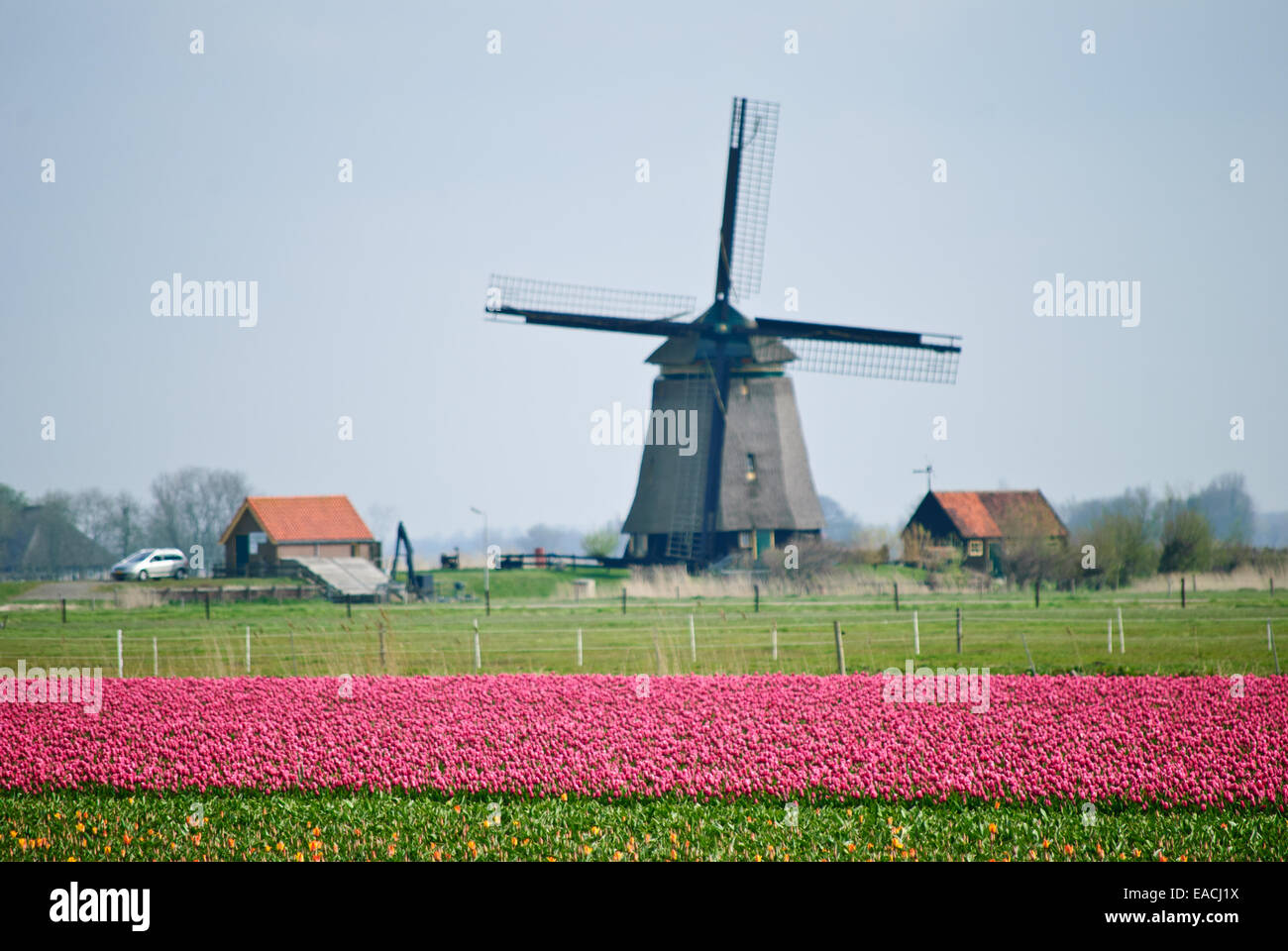 Champ de fleur et moulin à vent hollandais typique, landmarks Banque D'Images