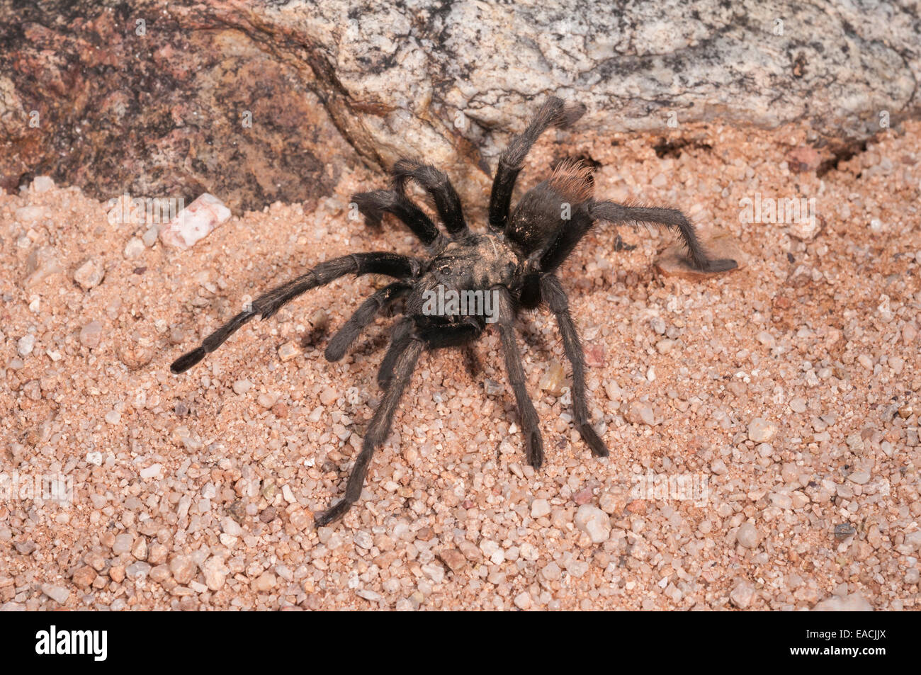 Desert blonde tarantula, Aphonopelma chalcodes, Green Valley, Arizona, USA ; à partir de l'Arizona et le Mexique Banque D'Images