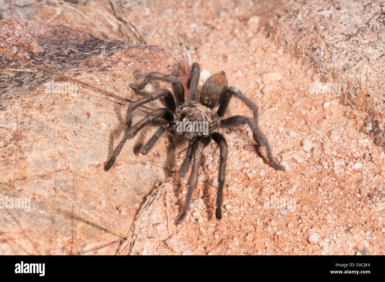 Desert blonde tarantula, Aphonopelma chalcodes, Green Valley, Arizona, USA ; à partir de l'Arizona et le Mexique Banque D'Images