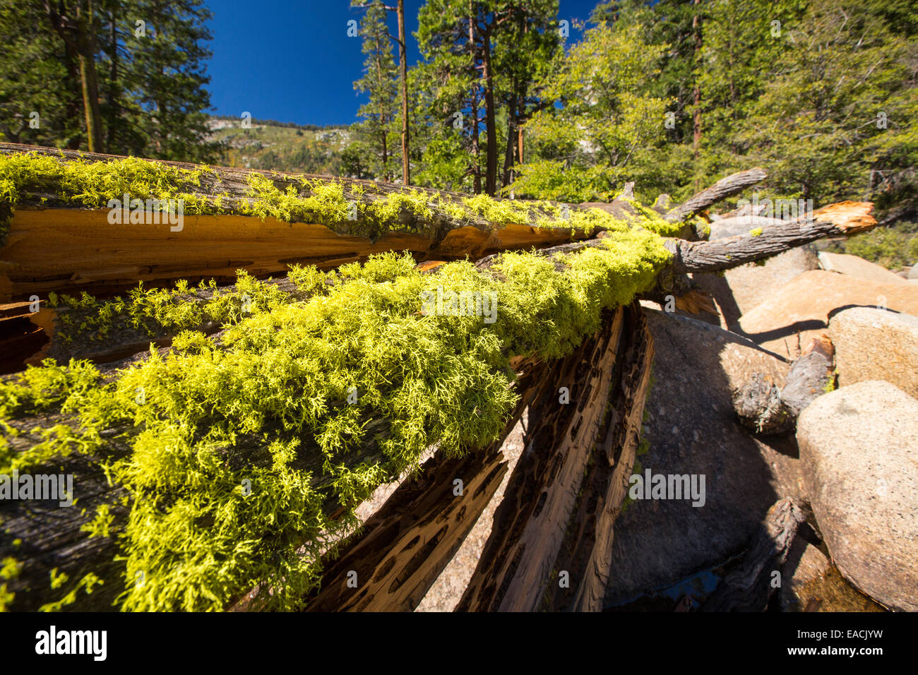 Letharia ou loup lichen sur un tronc d'arbre au-dessus du Nevada Fall dans la petite vallée de Yosemite, Yosemite National Park, California, USA. Banque D'Images