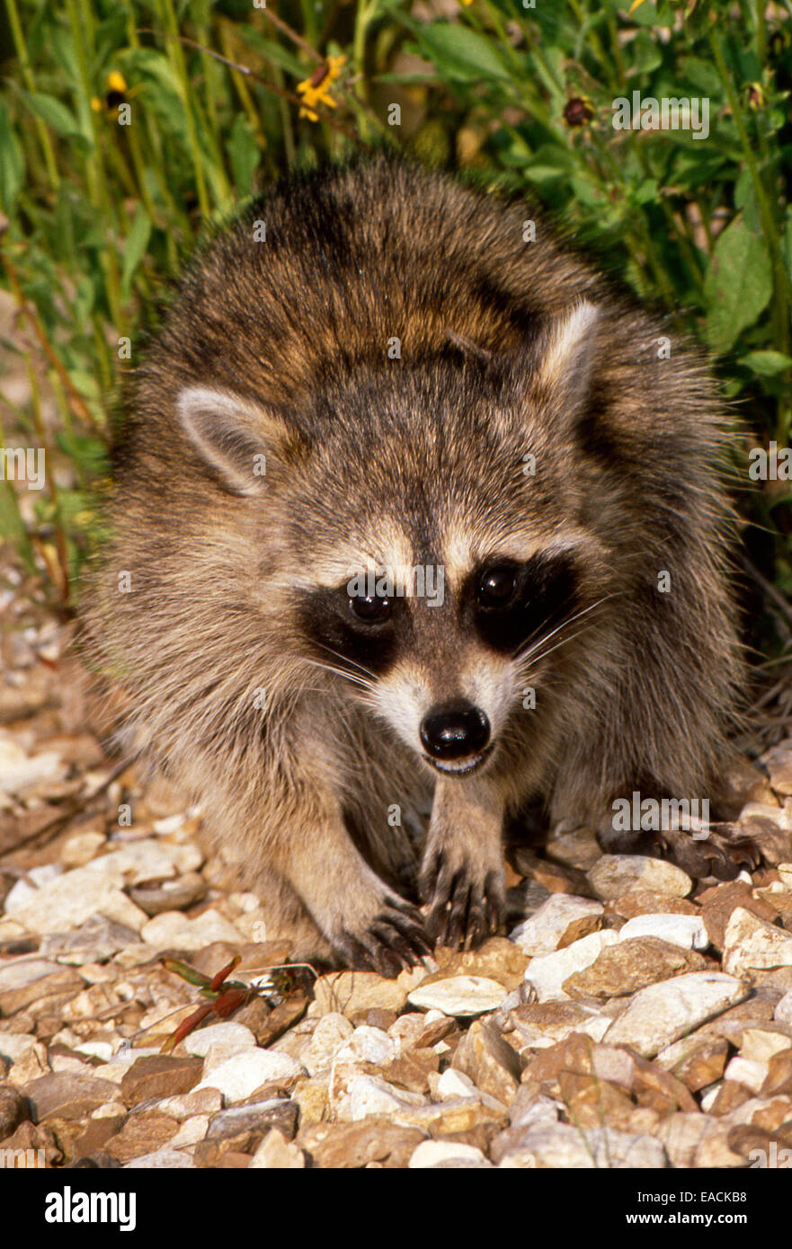 Le raton laveur. Procyon lotor, en posture défensive près de ruisseau, Missouri, États-Unis Banque D'Images