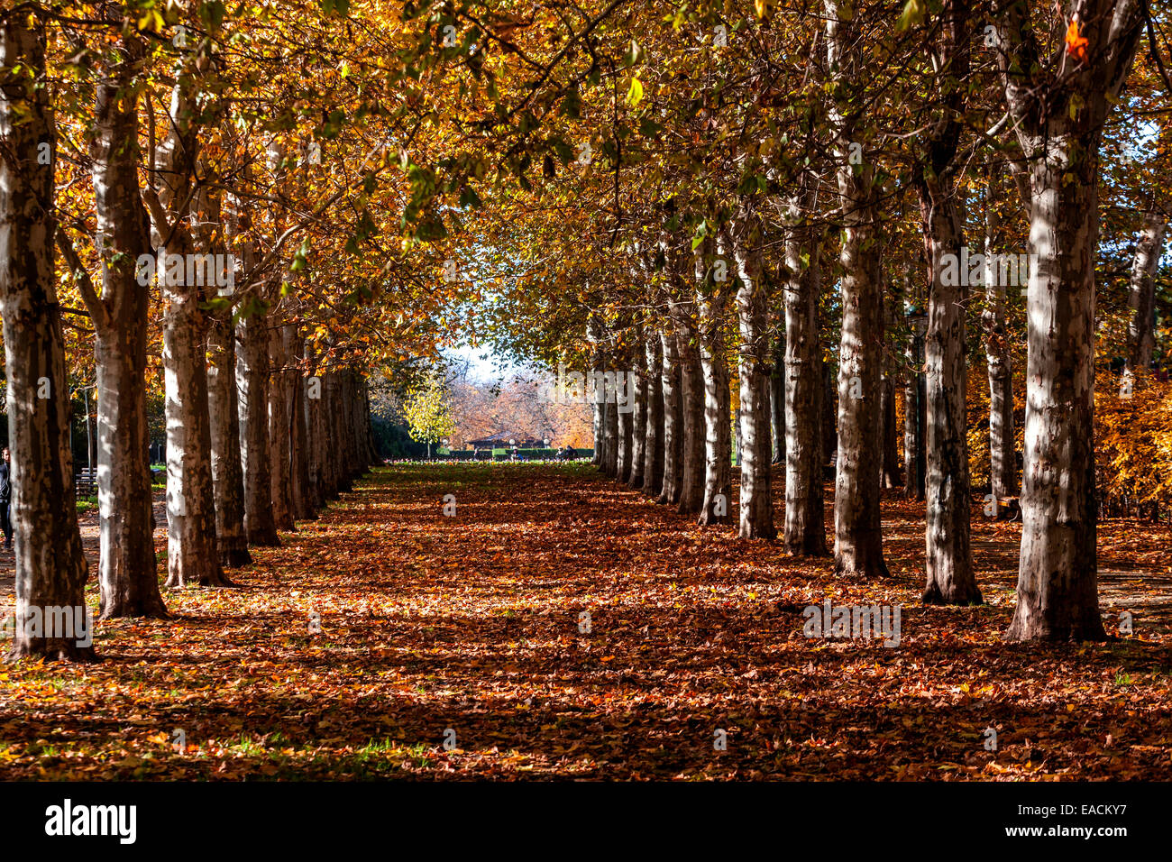 Prague Alley plane Trees Prague Letna Park Prague humeur d'automne arbres feuillus feuilles tombantes dans le parc d'automne Platanus x hispanica Platanus acerifolia Banque D'Images