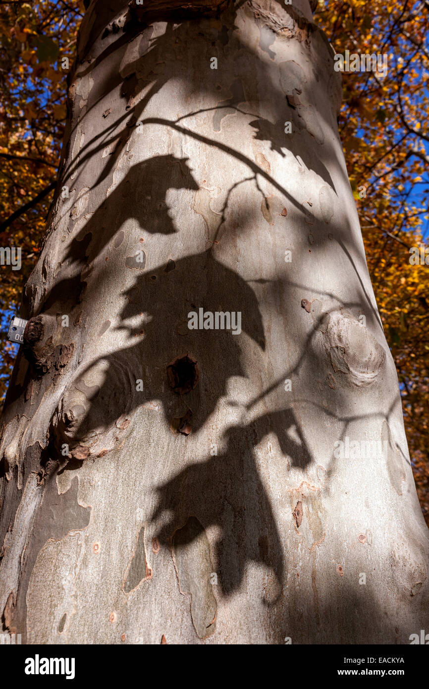 Tronc d'arbre Platanus × acerifolia avec feuilles jetant des ombres Banque D'Images