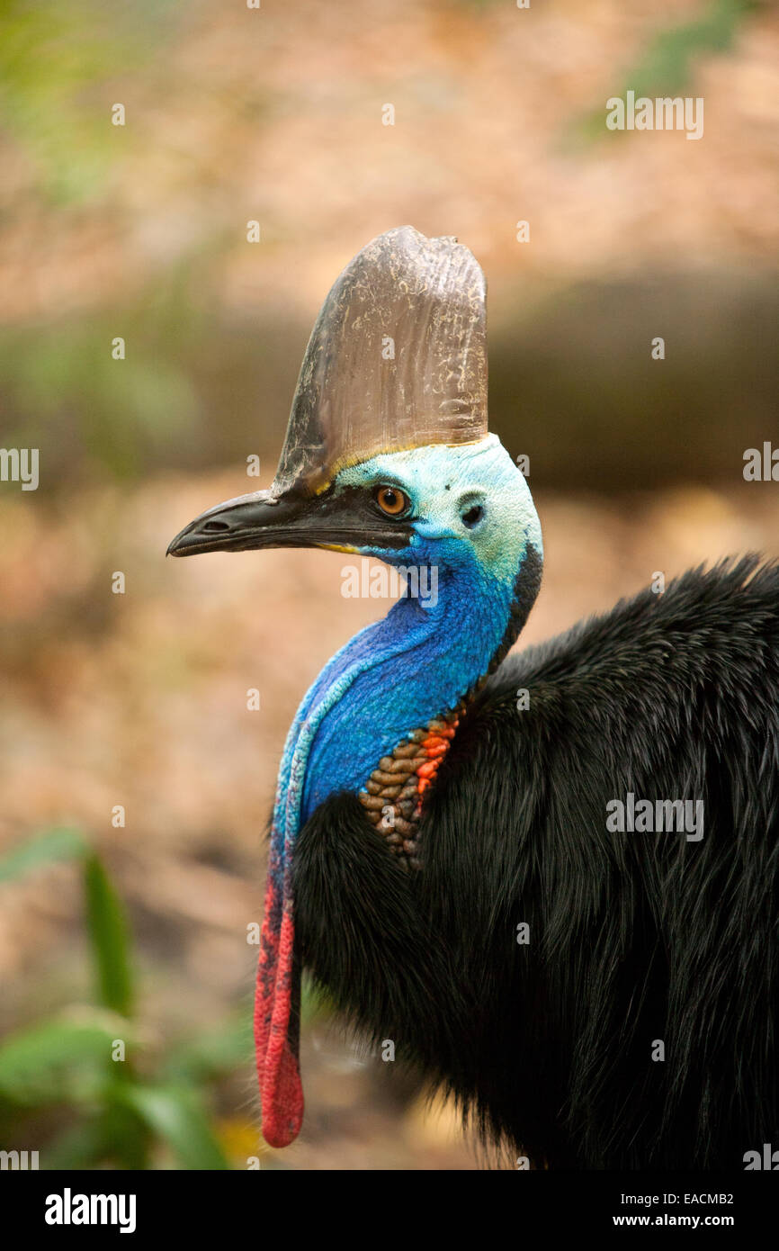 Le sud de Cassowary Banque D'Images