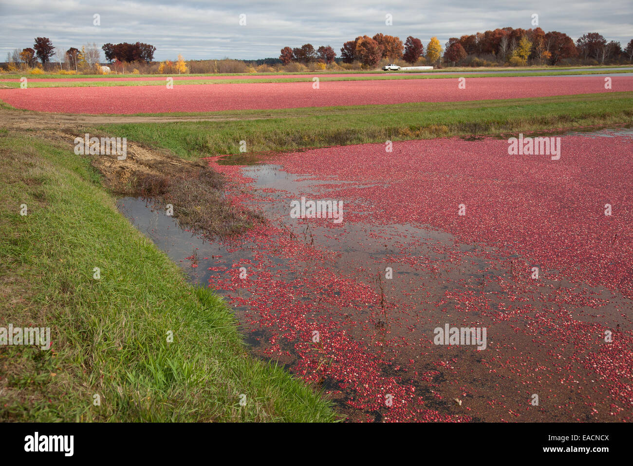 Cranberry Marsh inondées Banque D'Images
