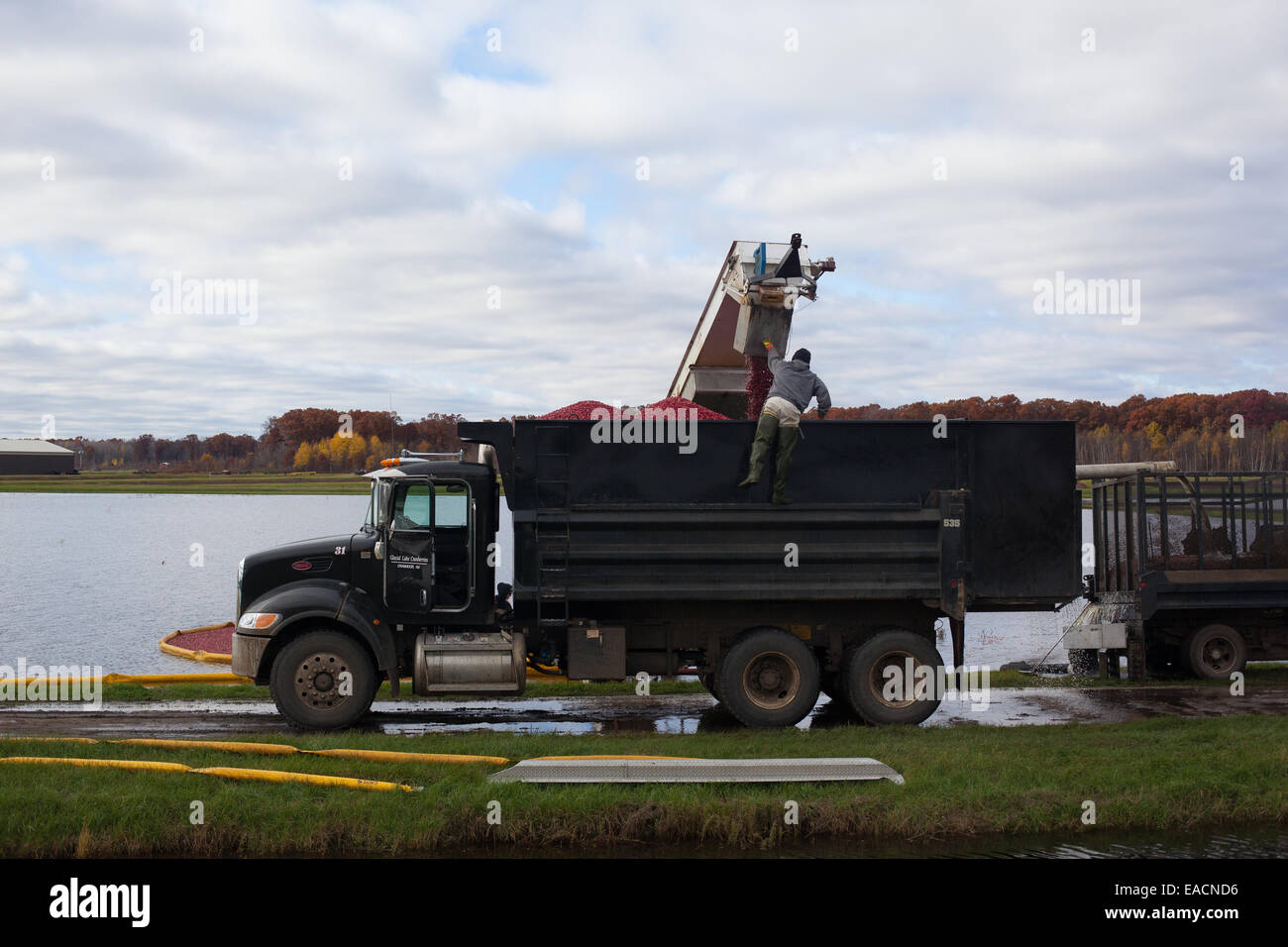 Les canneberges sont déversés dans un camion au cours de la récolte à la ferme Banque D'Images